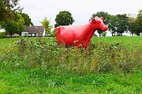 251015 Melick  rode koe
