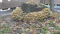 251016 Etsberg   paddestoelen