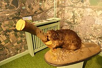 251018 Maasbracht  bever