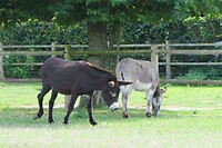 260908 Kessenich_001
