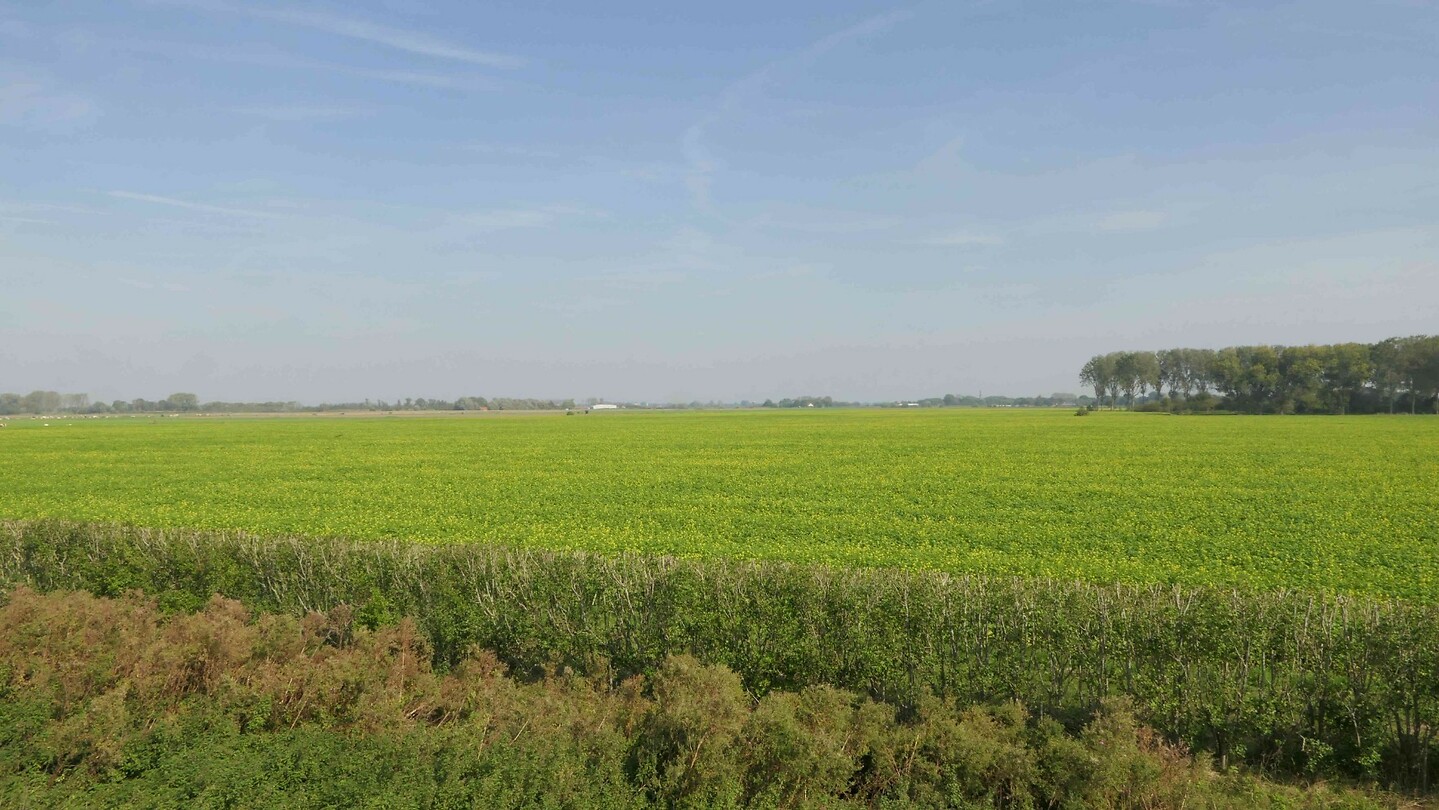 260927_Vogelwaarde_koolzaadveld_001