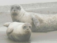 261006_Zeehondentocht_001