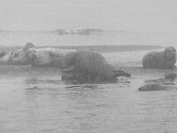 261006_Zeehondentocht_002