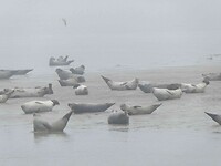 261006_Zeehondentocht_003