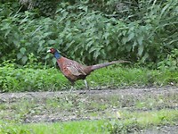 261009_Oude Stoof_Fazant