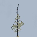 261011_Hulst_Adelaar