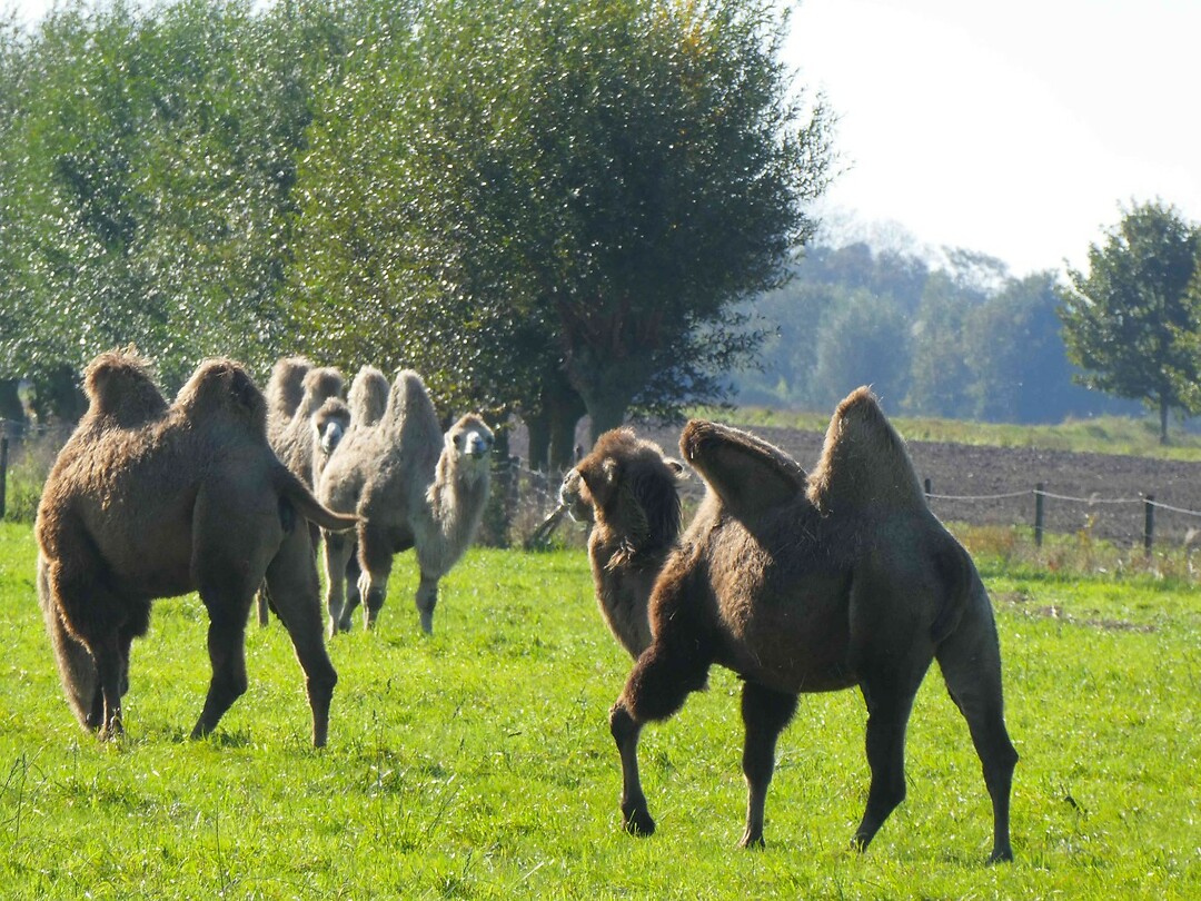 261012_Vogelwaarde_Kamelen