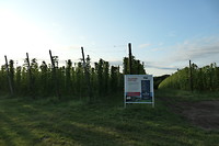Hoptuin bij Reijmerstok. Dat wordt straks verwerkt in biologisch Gulpenerberg.
