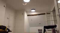 Vleermuizen op m’n kamer