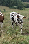 Apart koetje