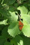 Vlinder gespot