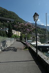 Boompje in bloei Montreux