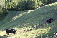 Familie koe in de alpenwei