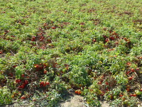 Tomaten (gejat)