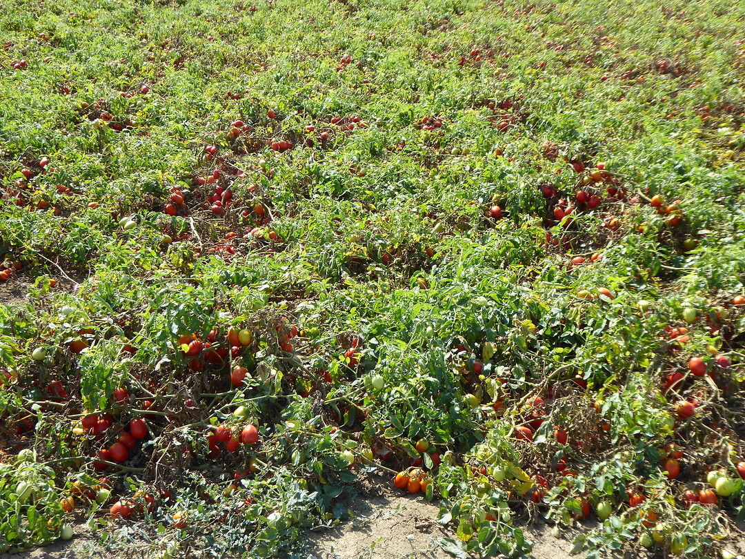 Tomaten (gejat)