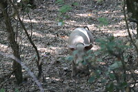 Varkentjes in het bos