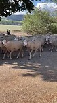 Schaapskudde