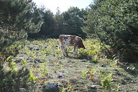 Koe op de berg