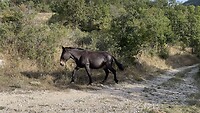 Wild paard