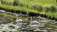 Familie zwaan in Stein