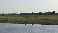 Koeien in de Maas