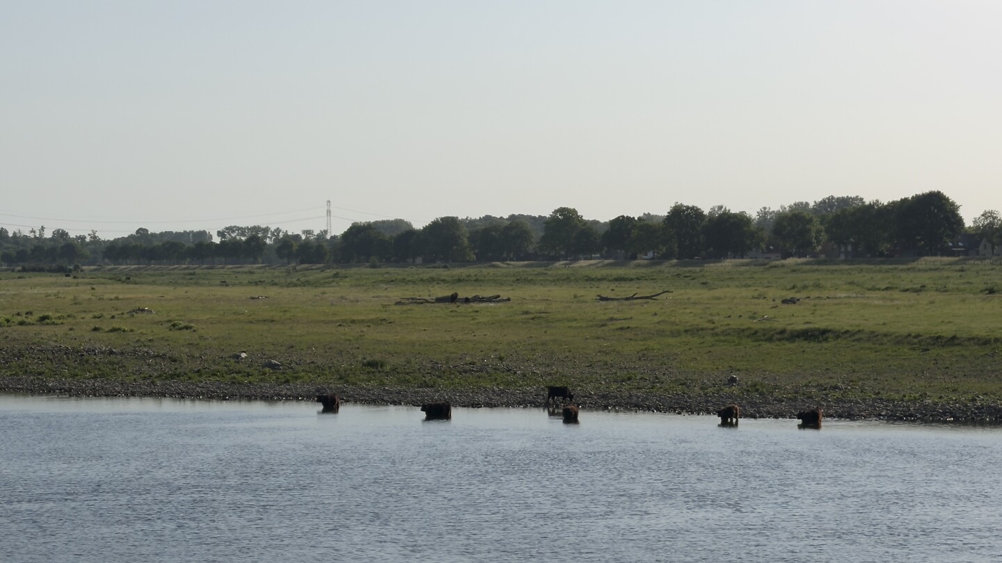 Koeien in de Maas