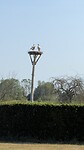 Ooievaars in Stokkem