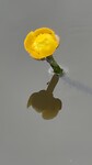 Dotterbloem