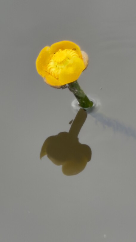 Dotterbloem