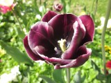 Tulp