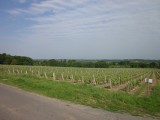 lekker toekomstige Loire wijn