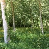 Boterbloemen onder de bomen