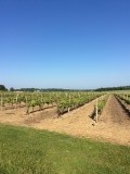 Druiven in de cognacstreek