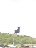 de eerste stier