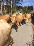 Tegenliggers
