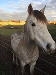 Knuffelpaard, begroet alle vertrekkende pelgrims