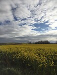 Geel veld