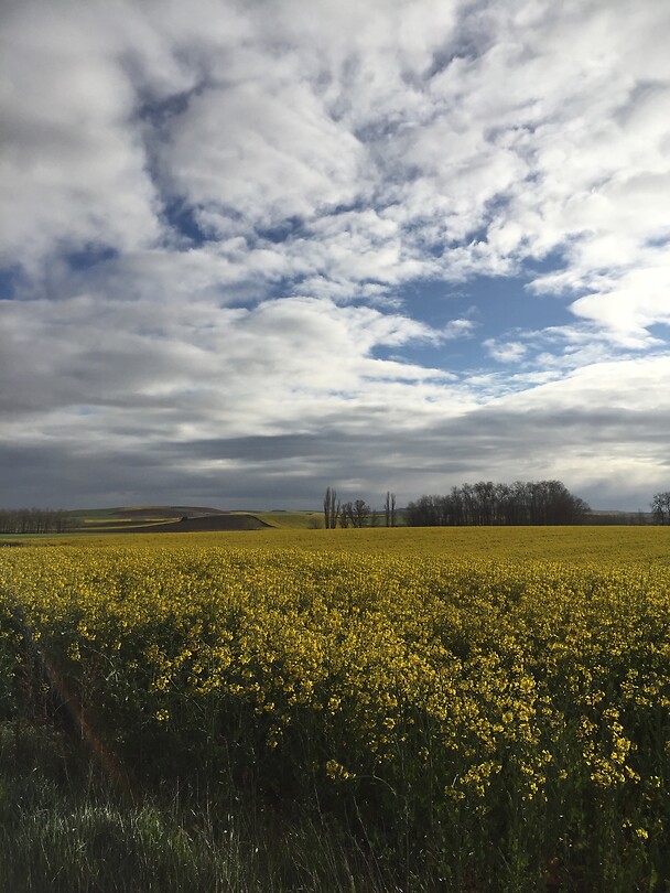 Geel veld