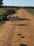 Hond die de schapen moest bewaken, Cujo