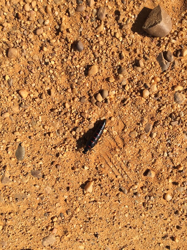Tor? Kever? Het was een behoorlijk groot beest