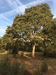 Prachtboom