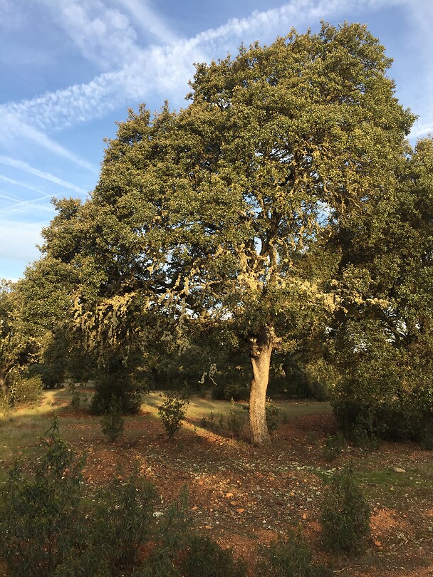 Prachtboom