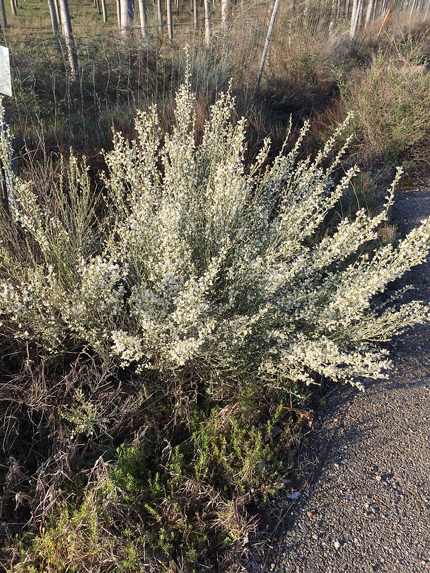 Witte brem