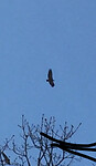Erg veel roofvogels hier