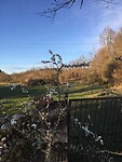 Mooie bloesem, oud hek