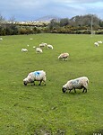 IMG_1271