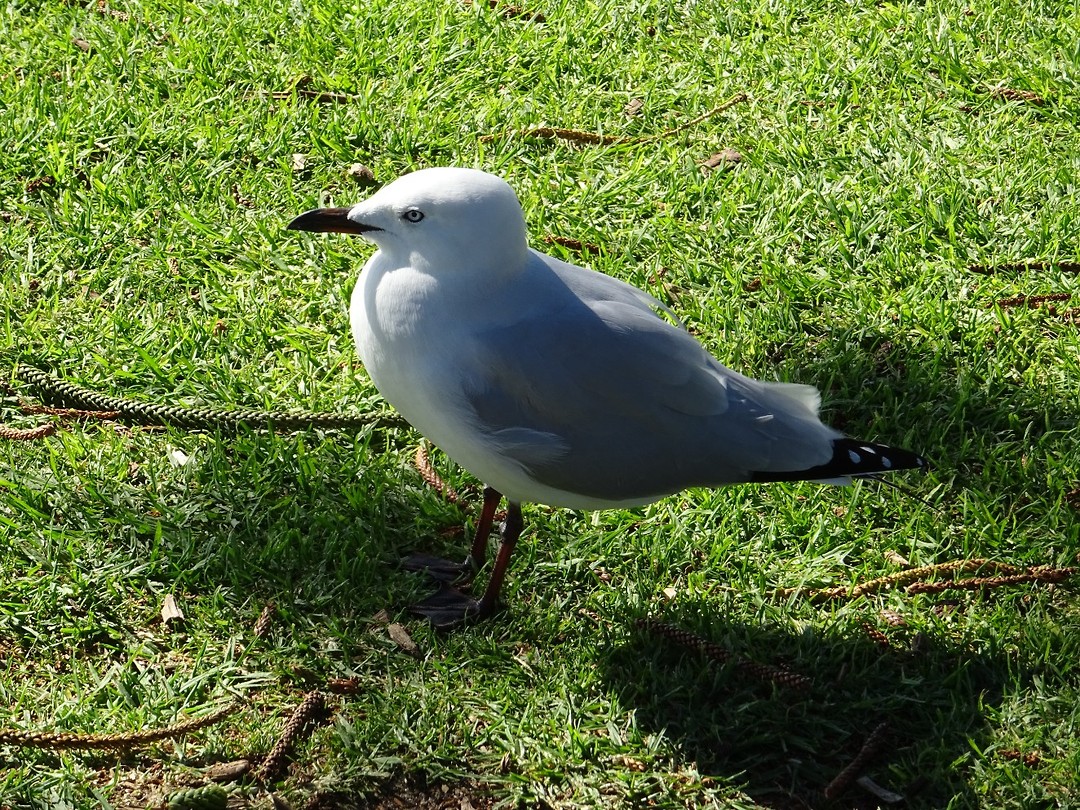 DSC00646