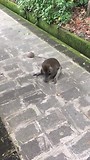 monkey forest