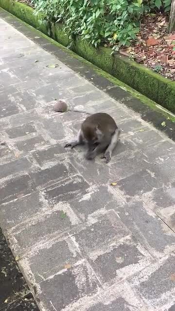 monkey forest