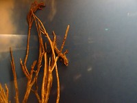 DSC00695